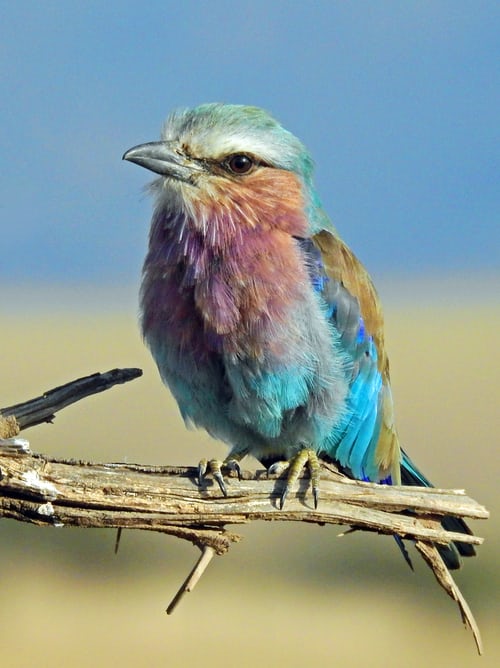 Pic of bird