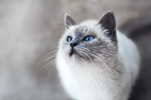 Doja_Cat